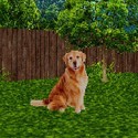 Take Care of the Dog
